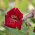 Mimulus cupreus Red Emperor