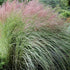 Miscanthus sinensis Morning Light