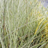 Miscanthus sinensis Morning Light
