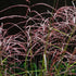Miscanthus sinensis Malepartus - Future Forests