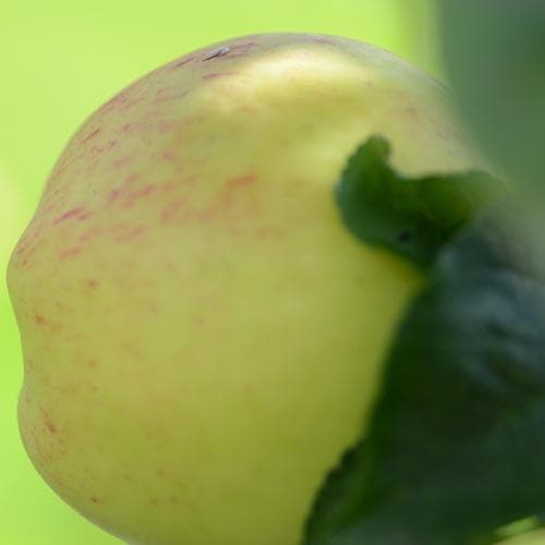 Apple Mrs Perry - Future Forests