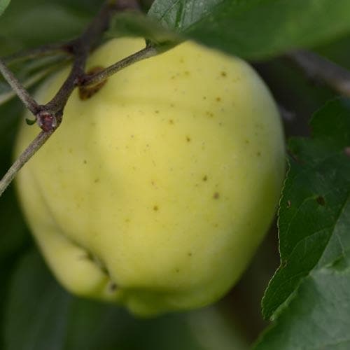 Apple Mrs Perry - Future Forests