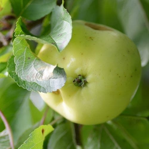 Apple Mrs Perry - Future Forests