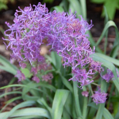 Muscari comosum Plumosum