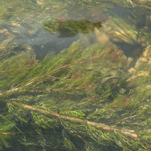 Myriophyllum spicatum - Spiked Water Milfoil (Oxygenator)