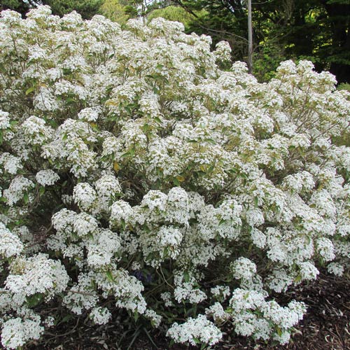 Olearia cheesmanii