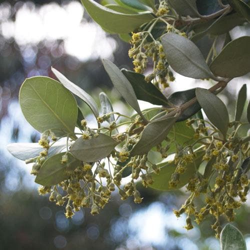 Olearia traversii - Future Forests