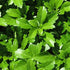 Pachysandra terminalis Green Carpet