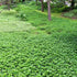 Pachysandra terminalis Green Carpet