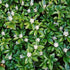 Pachysandra terminalis Green Carpet