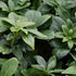 Pachysandra terminalis Green Carpet