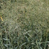 Panicum virgatum Prairie Sky