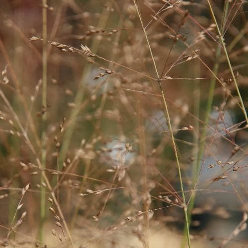 Panicum virgatum Prairie Sky