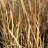 Panicum virgatum Prairie Sky