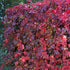 Parthenocissus quinquefolia - Future Forests