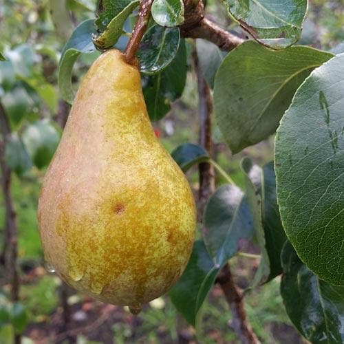 Pear Concorde - Future Forests