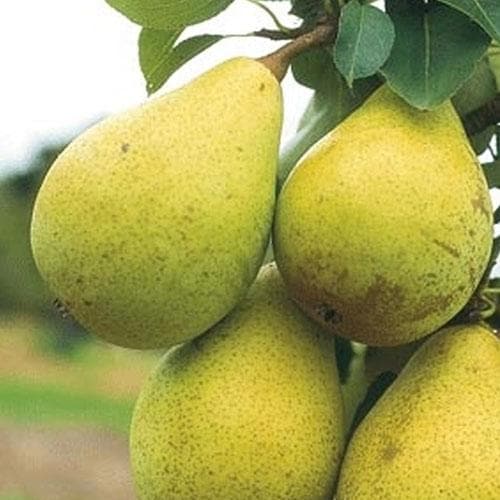 Pear Beth