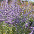 Perovskia Little Spire