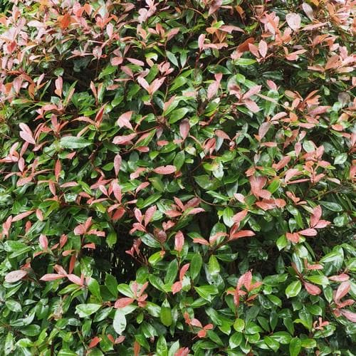 Photinia x fraseri Red Robin - Future Forests