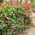 Photinia x fraseri Red Robin - Future Forests