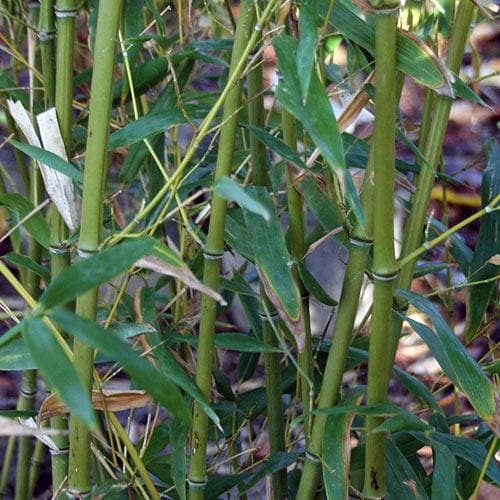 Phyllostachys bissetii - Future Forests