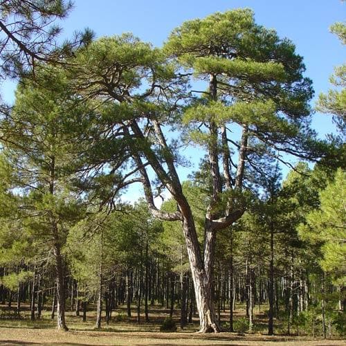 Pinus nigra nigra - Future Forests