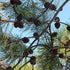 Pinus nigra subsp. laricio