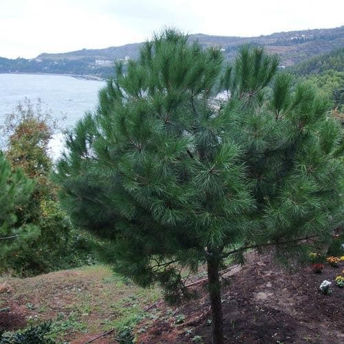 Pinus pinea - Future Forests