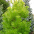 Pinus radiata aurea - Golden Monterey pine - Future Forests