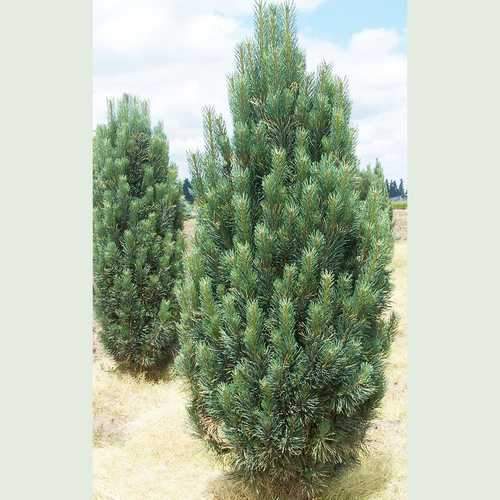 Pinus strobus fastigiata - Future Forests