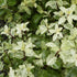 Pittosporum tenuifolium Irene Paterson