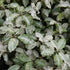 Pittosporum tenuifolium Irene Paterson