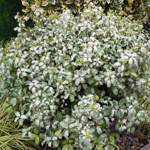 Pittosporum tenuifolium Irene Paterson