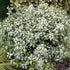 Pittosporum tenuifolium Irene Paterson
