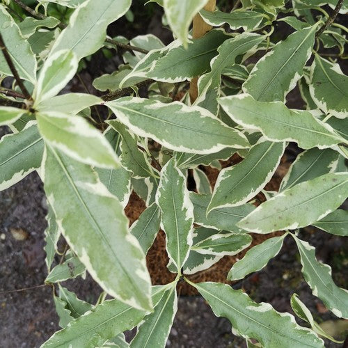 Pittosporum tenuifolium Eugenioides Variegatum