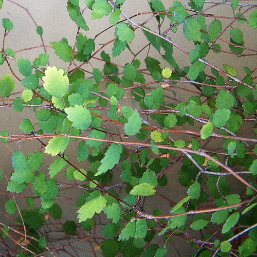 Plagianthus regius