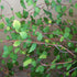 Plagianthus regius