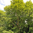 Platanus x acerifolia - London Plane - Future Forests