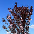Prunus Royal Burgundy - Future Forests