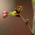 Prunus Shirofugen - Future Forests