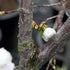 Prunus Shirotae - Future Forests
