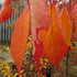 Prunus Shirotae - Future Forests