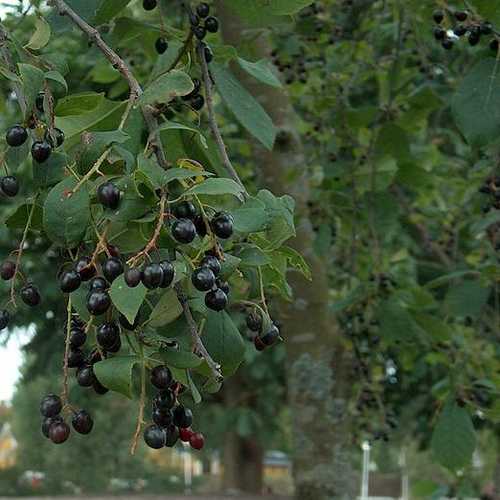 Prunus padus - Bird Cherry - Future Forests