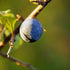 Prunus spinosa - Blackthorn - Future Forests