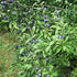 Prunus spinosa - Blackthorn - Future Forests