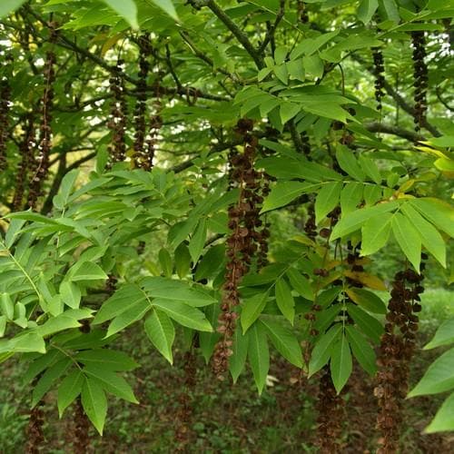 Pterocarya rhoifolia - Japanese Wingnut - Future Forests