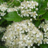 Pyracantha Orange Charmer