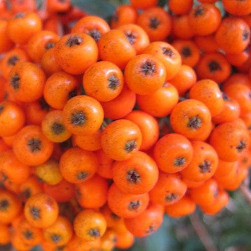 Pyracantha Orange Charmer