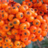Pyracantha Orange Charmer