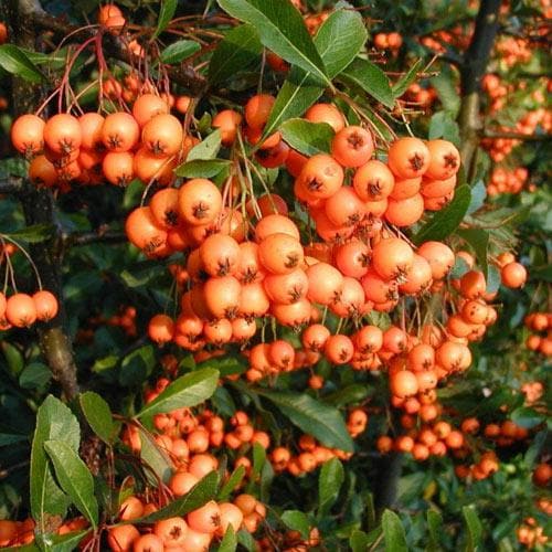 Pyracantha Orange Glow
